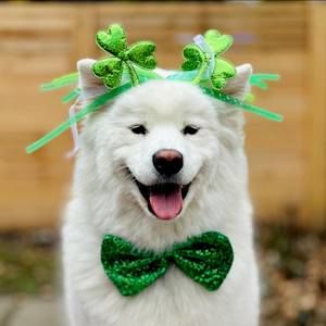 Meet your Posher, Bette